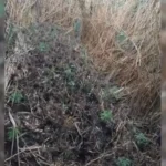 Policia ka kapur në flagrancë, në vendin ku kishin kultivuar bimët narkotike dhe arreston 2 shtetas (vëllezër) në Roskovec.