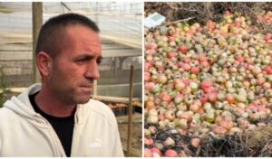 Patos/ Ngricat shkatërrojnë rreth 3 tonë domate, fermeri: 20 milion lekë dëmi, pa ndihmë jam i falimentuar