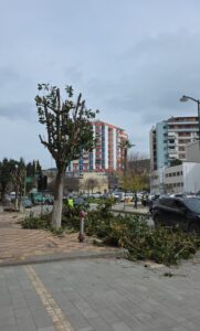 Krasiten pemët dekorative në qytet