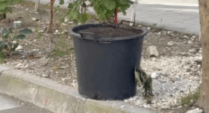 Vlorë! Kova me lëndë kimike bëhet rrezik për shpërthim, ambientalisti ngre në këmbë policinë: Do e përdorja për eksperimente