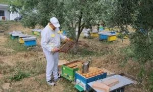 Dimri i lagësht godet bletarinë në Fier. Muskaj: Humbje kolonish, por jo rënie të cilësisë së mjaltit