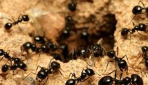 KONTRABANDË MILINGONASH NË KENIA/ Mbi 2,000 milingona mbretëreshë kapen në aeroport