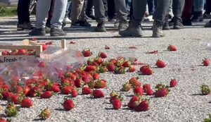 Fier/ Luleshtrydhja arrin në 50 lekë për kg, fermerët në Frakull protestë: Eksporti na i ka lënë stok