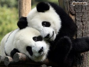 Kina “firmos marrëveshjen më të bukur” me SHBA-në! Ja për çfarë bëhet fjalë