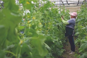 Kompensimi i TVSH-së për fermerët, si do të llogaritet me autofaturat