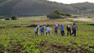 Mbështetje selektive: skema e re në bujqësi nuk arrin tek fermerët në vështirësi