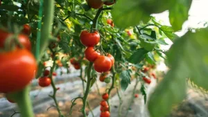 Dy fermerë nga Gjaza e Krutjes bashkojnë forcat, ndërtojnë sera moderne dhe eksportojnë domate cilësore drejt tregjeve të BE-së