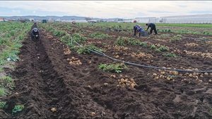 Divjakë, nis vjelja e patates dhe qepës së hershme, fermerët ankohen për çmimet