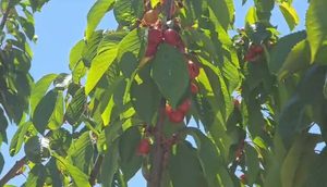 Ballagati humbet traditën e qershisë, fermerët orientohen drejt ullirit