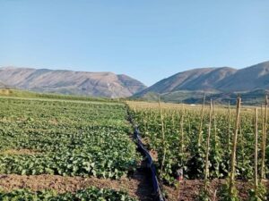 Rënia e bujqësisë në 2025-n, dobët serrat e drufrutorët, në rritje perimet e njoma