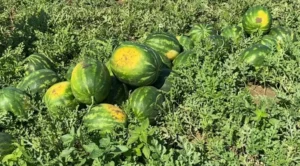 Zero fitime për fermerët që kultivojnë shalqinin në fushë të hapur këtë vit bujqësor në Divjakë.
