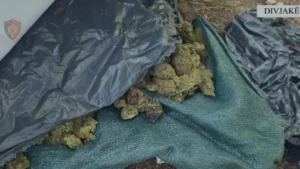 Divjakë/ Zbulohet ambient për tharjen e kanabisit, sekuestrohen 44 kg dhe 1426 bimë të kultivuara