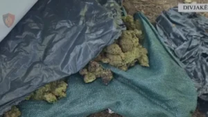 AMP heton zinxhirin komandues të Policisë Divjakë pas zbulimit të parcelës me 1426 bimë kanabis