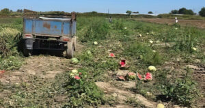 Fermerët e Frakullës drejt falimentimit, prodhimi i shalqirit mbetet në ara