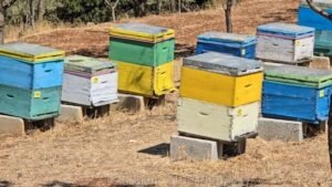 Temperaturat e larta dhe thatësira dëmtojnë bletarinë në Mallakastër