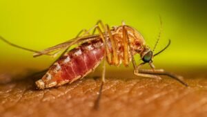 Greqia në alarm nga virusi i Nilit Perëndimor, 290 raste dhe 24 viktima