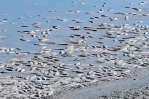 Rezervuari i Kasharajt ndërhyrje për zhbllokimin e shkarkuesit. Dezinfektohet sipërfaqja e mbuluar me peshq të ngordhur